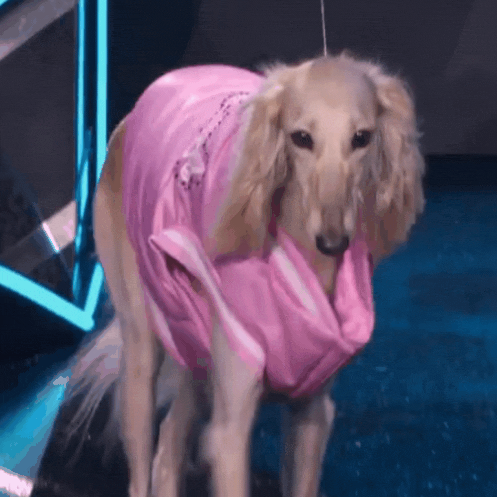 Dolly Rhinestone Varsity Pet Jacket - Pink