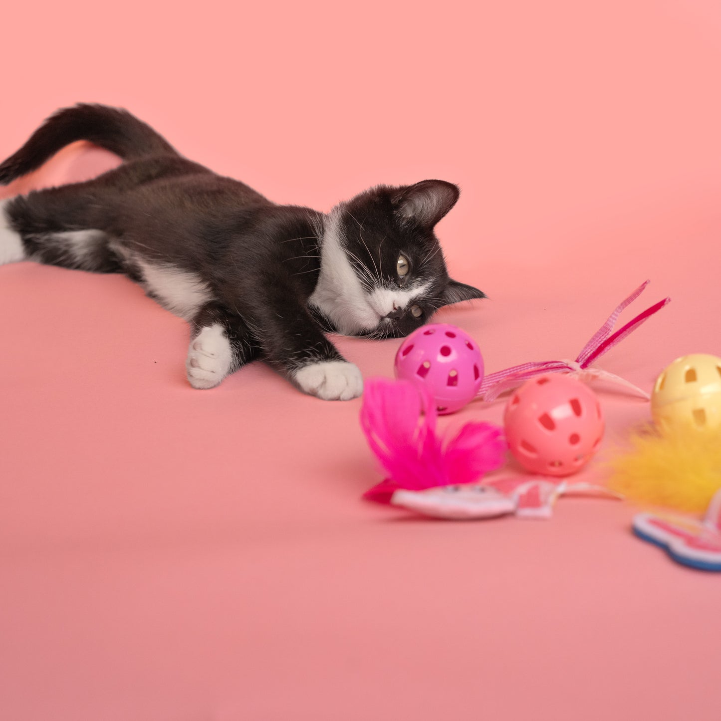 Dolly 12-Pack Cat Toy Set