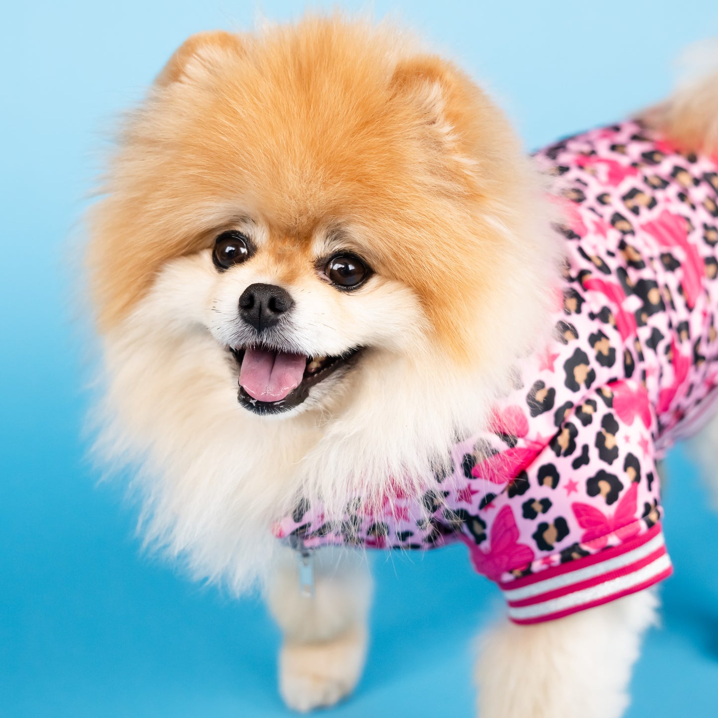 Dolly Butterfly Puffer Pet Jacket - Pink