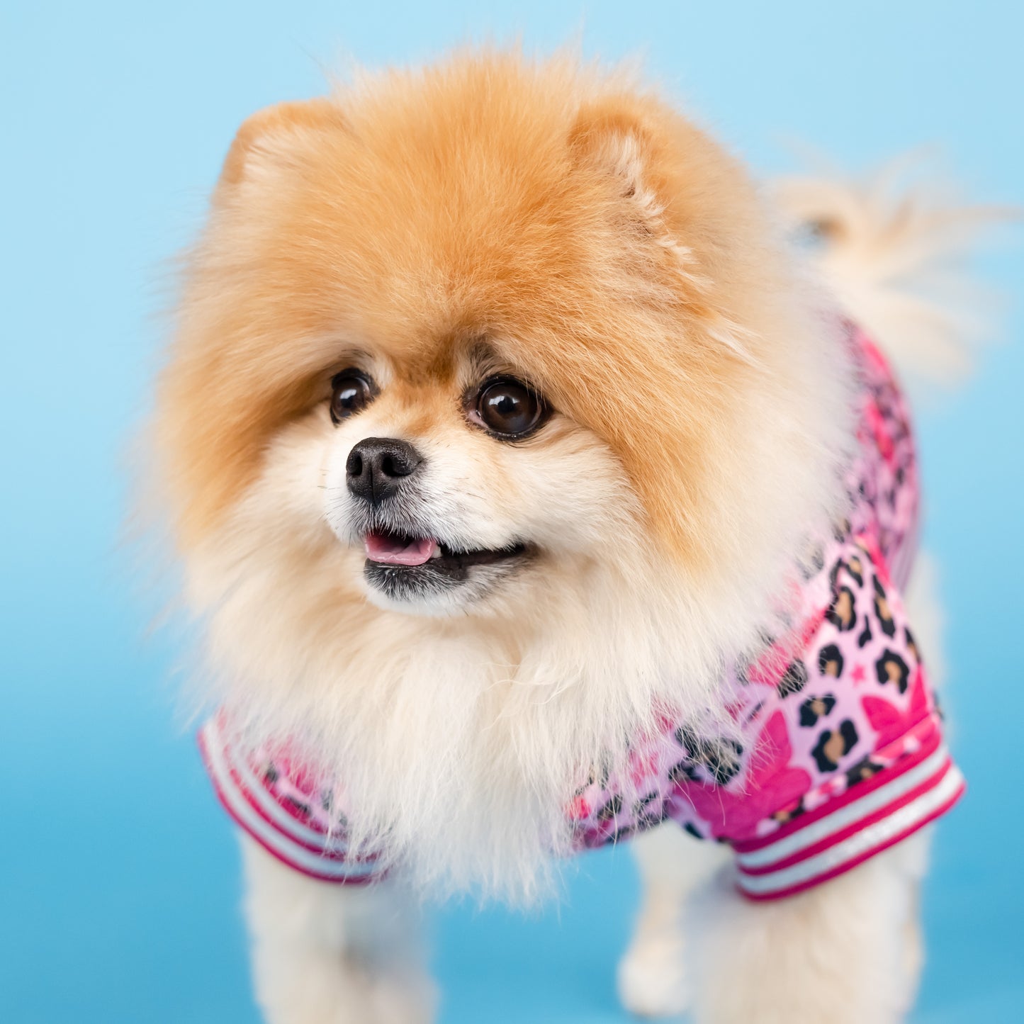 Dolly Butterfly Puffer Pet Jacket - Pink