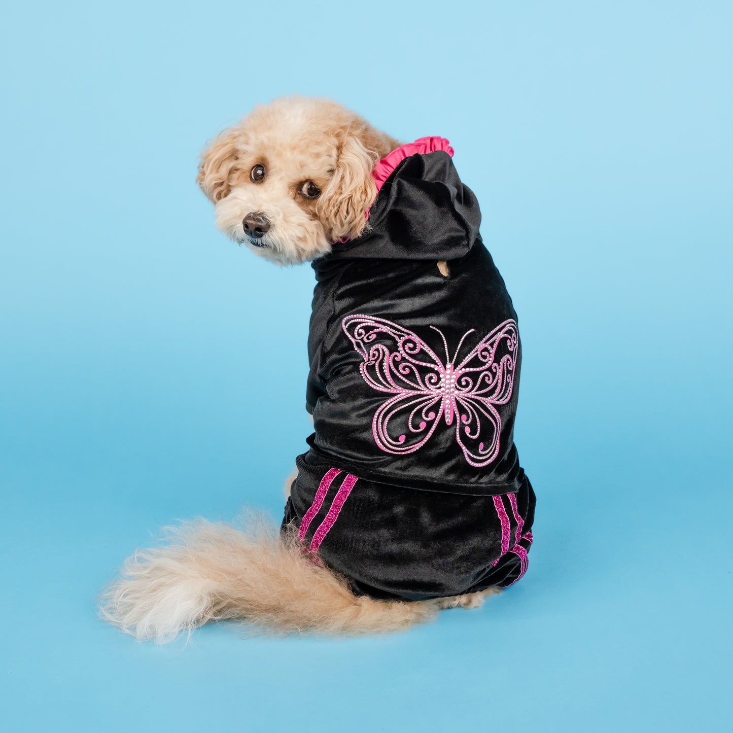 Dolly Sparkle Butterfly Pet Track Suit - Black