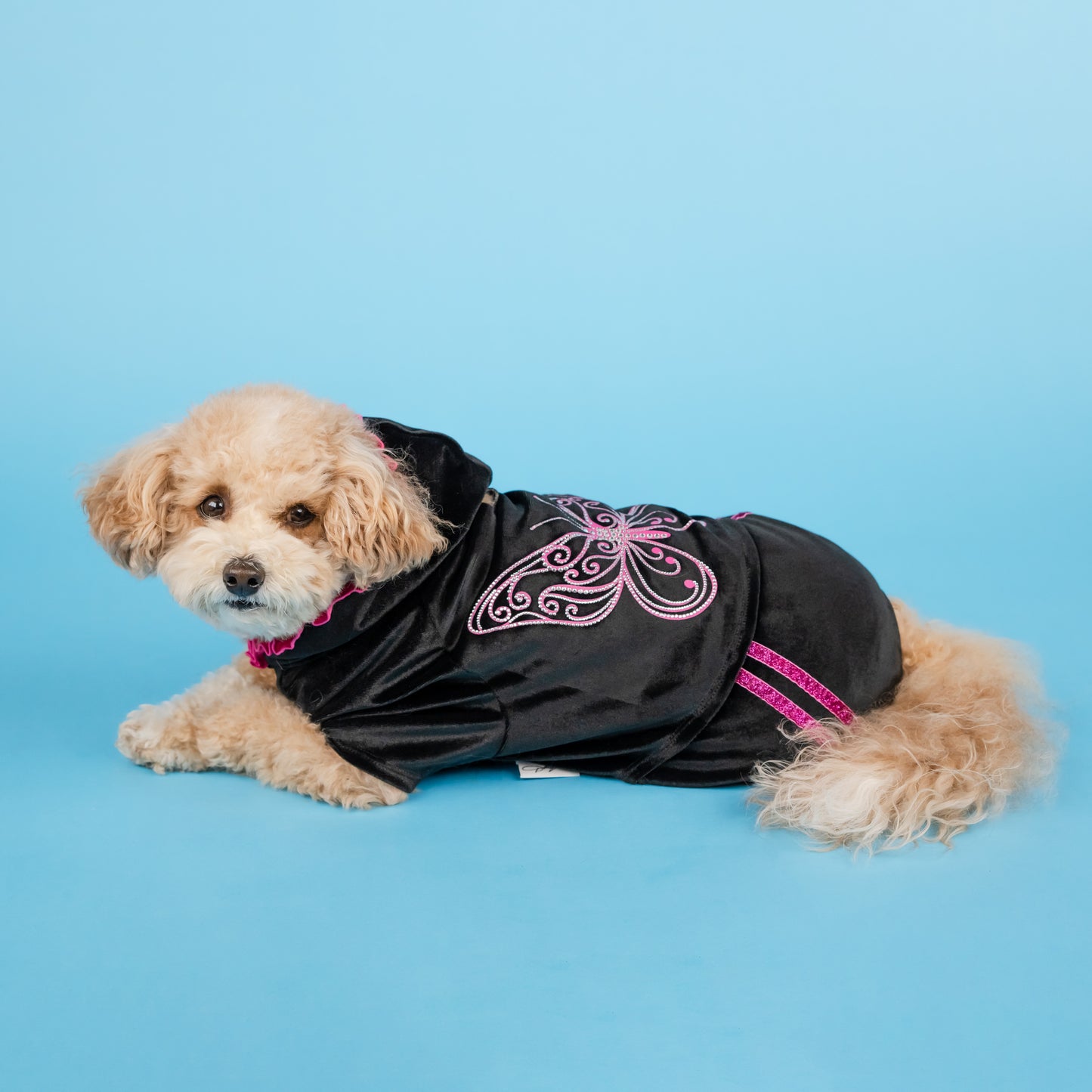 Dolly Sparkle Butterfly Pet Track Suit - Black