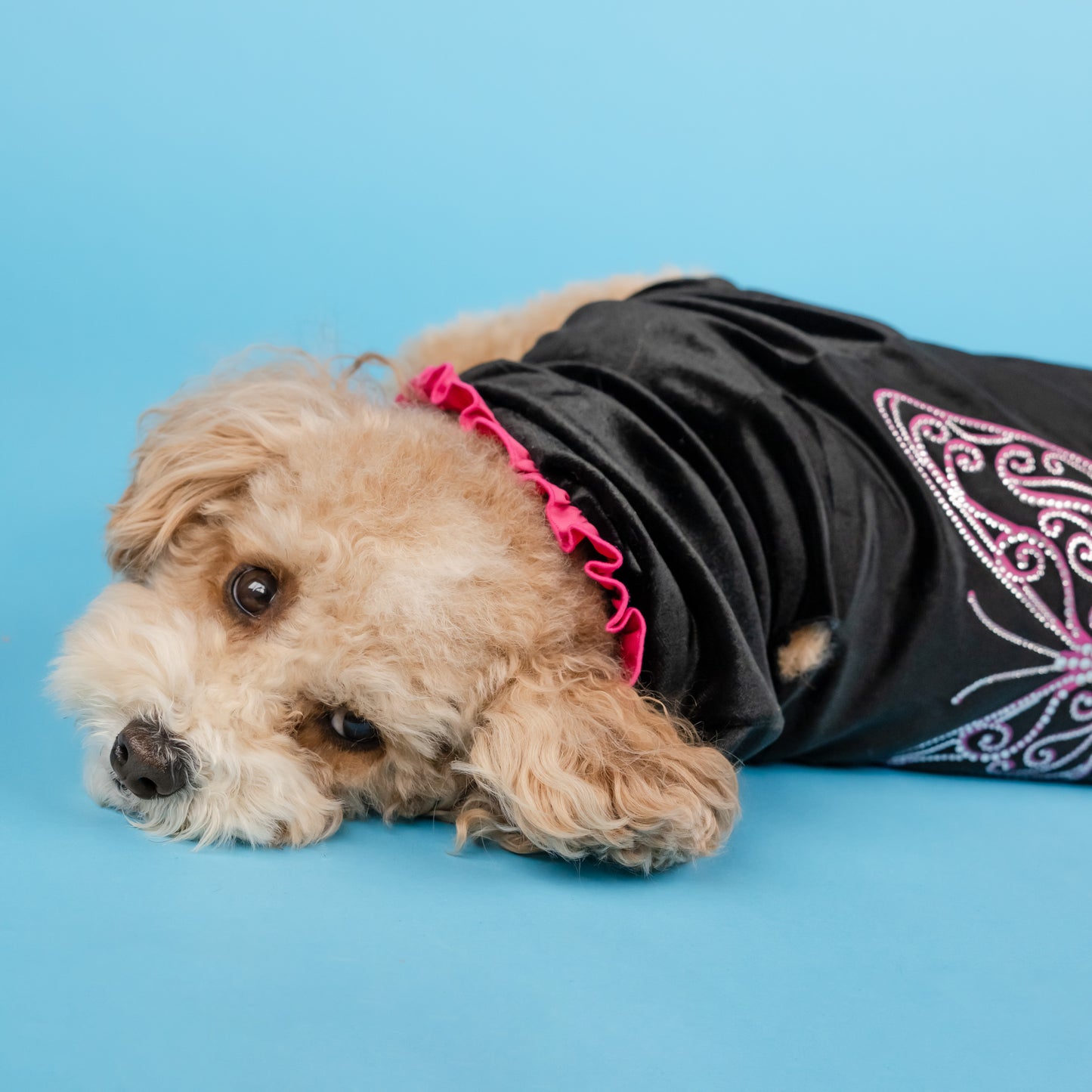 Dolly Sparkle Butterfly Pet Track Suit - Black