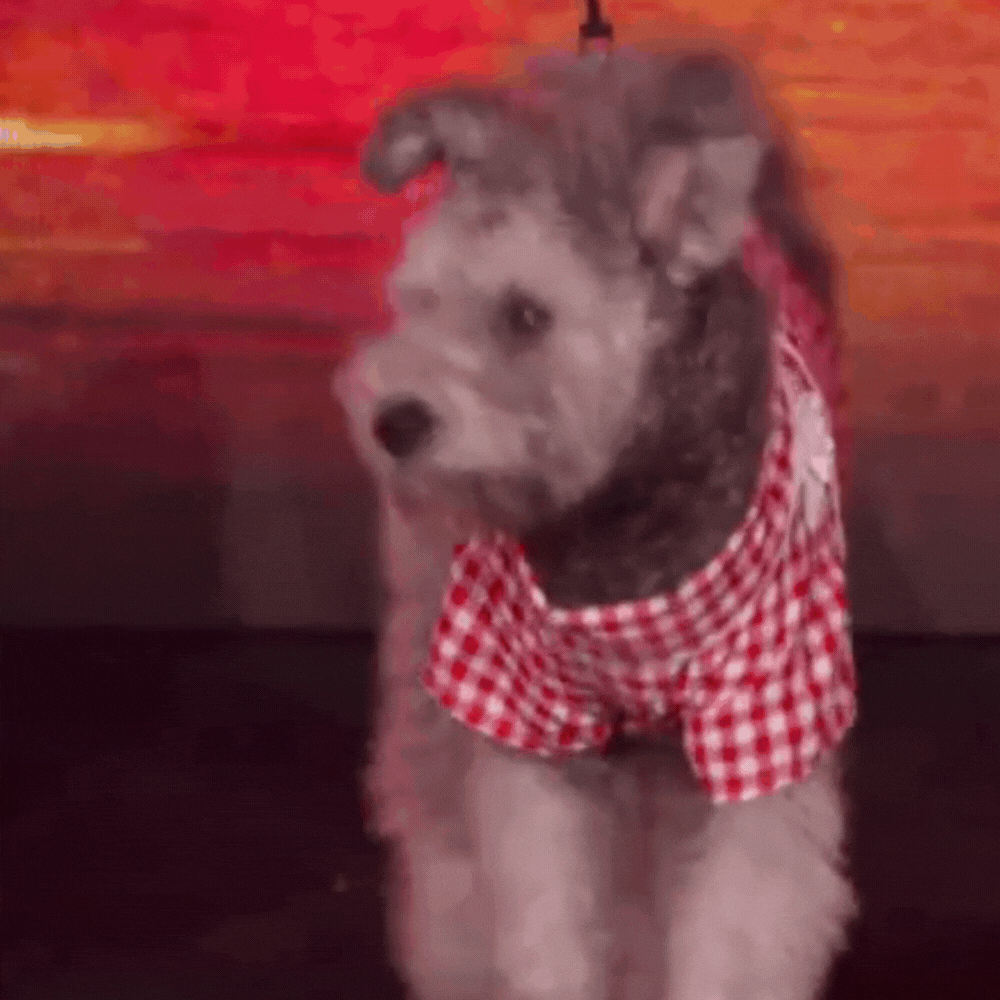 Red Gingham Western Collared Shirt for Pets