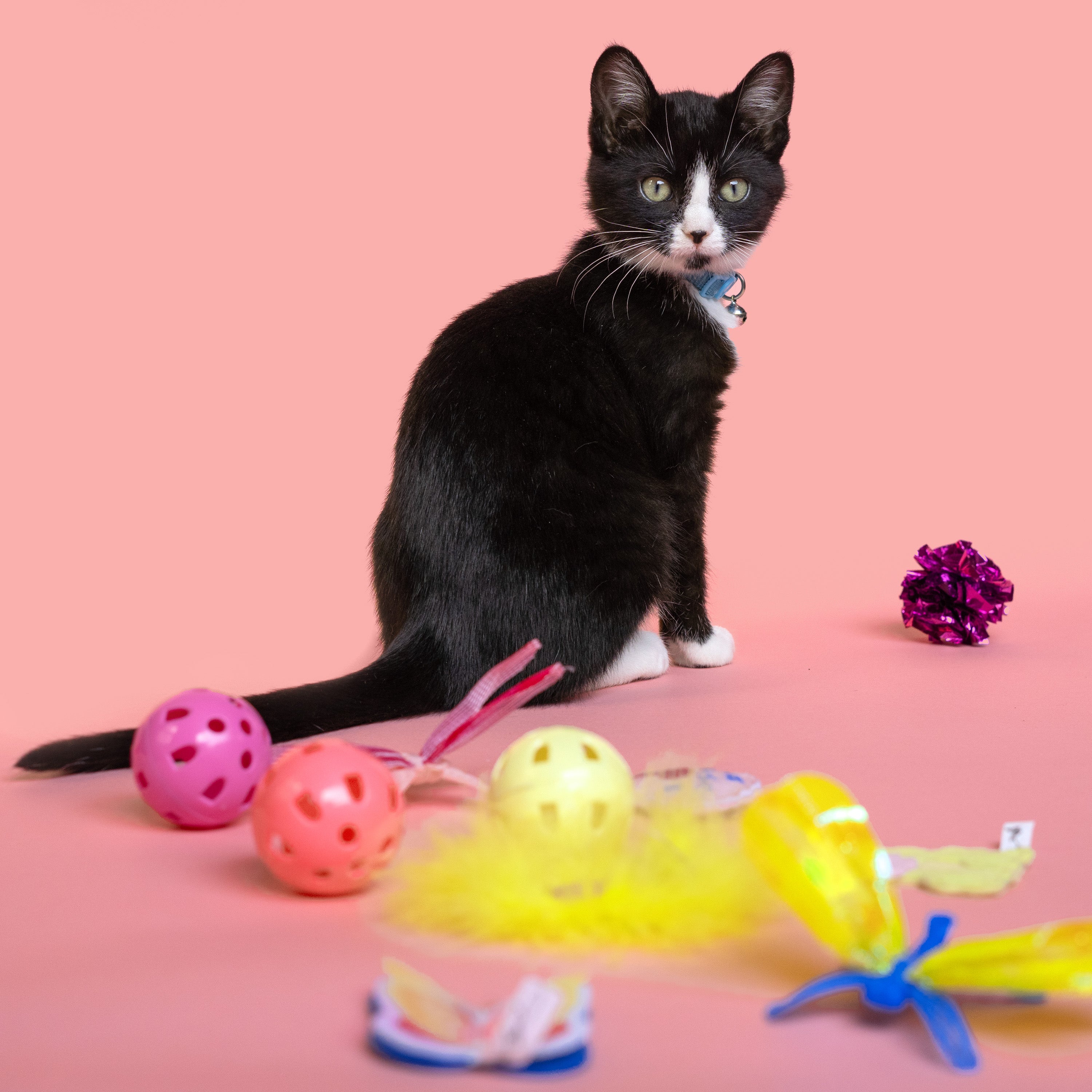 Cat best sale toy set