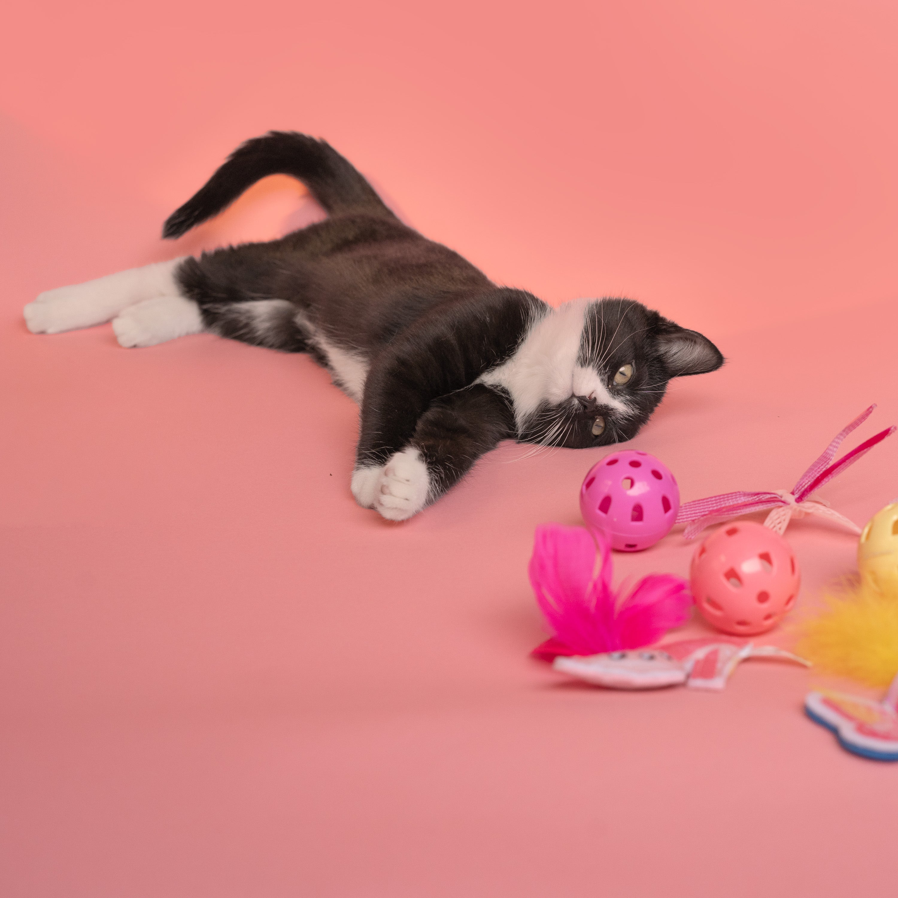 Dolly 12-Pack Cat Toy Set – Doggy Parton