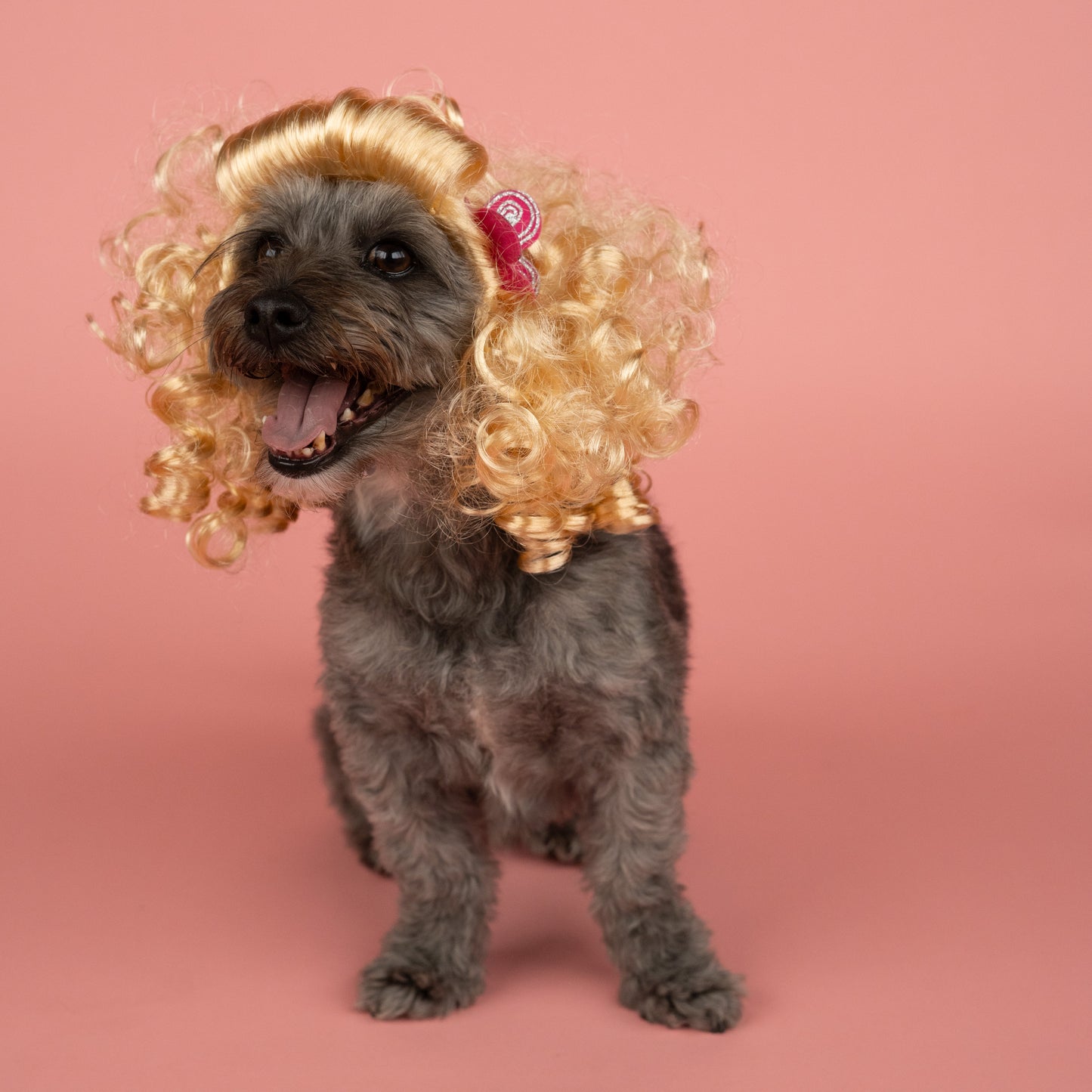 Blonde Bombshell Wig Headpiece with Butterfly Clip for Pets