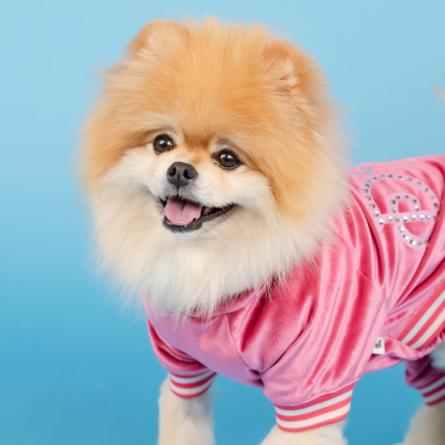 Dolly Rhinestone Pet Track Suit - Pink