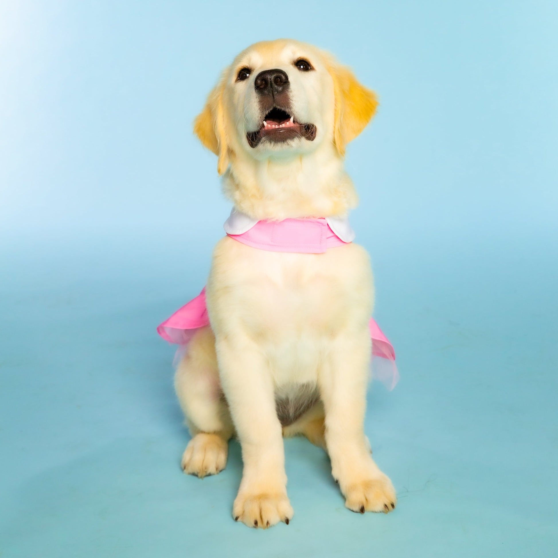 Pink Cowgirl Collared Dress for Pets