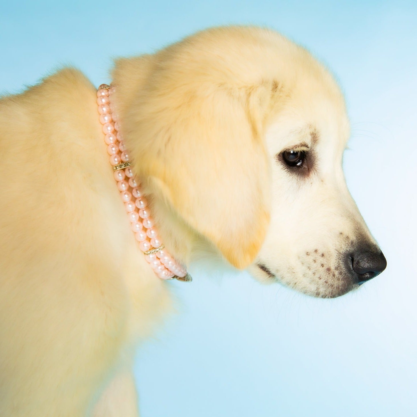Sparkling Dog Collar
