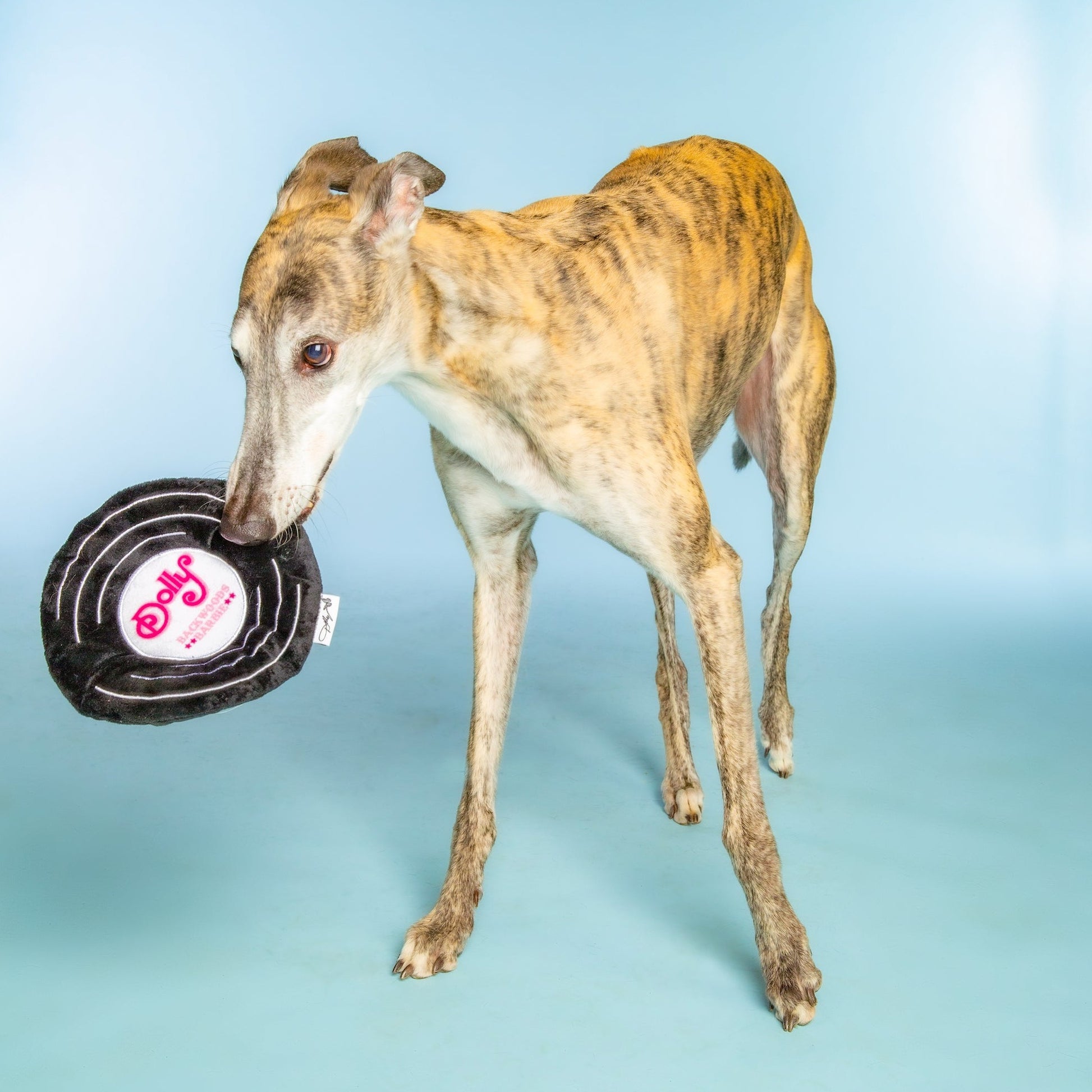Record Plush Crinkle Dog Toy
